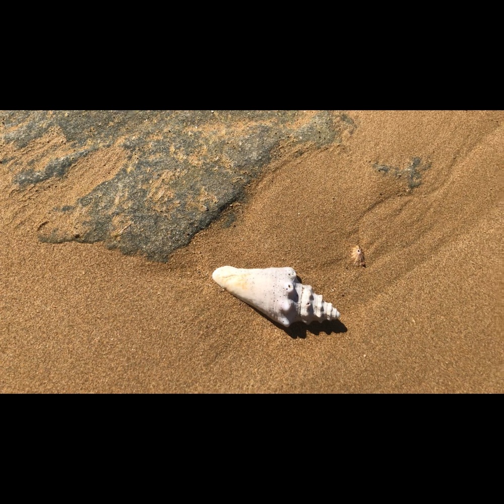 Real seashell from the beaches of Puerto Rico.